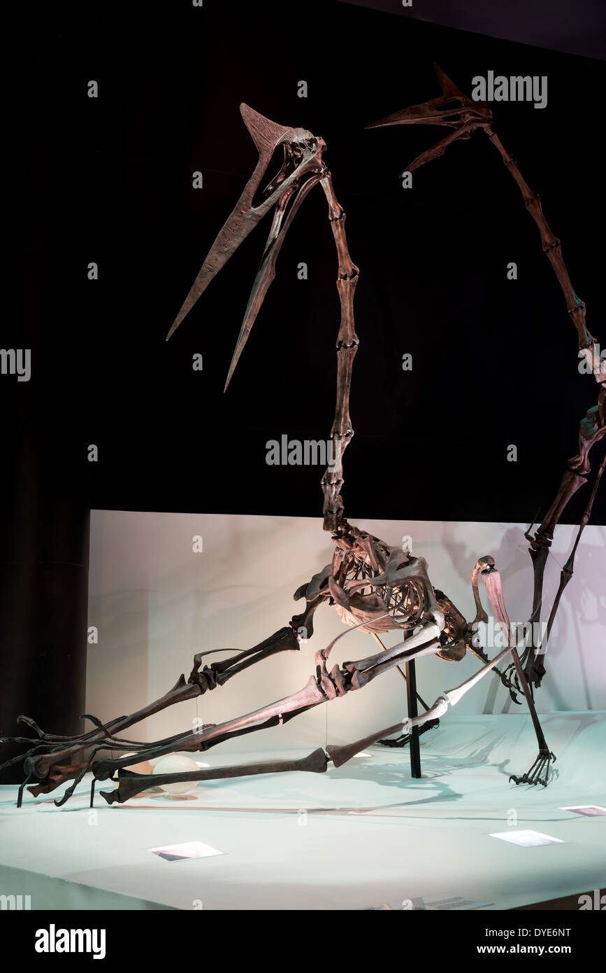 Squelette De Quetzalcoatlus Banque De Photographies Et D images Haute squelette-de-quetzalcoatlus-banque-de-photographies-et-d-images-haute