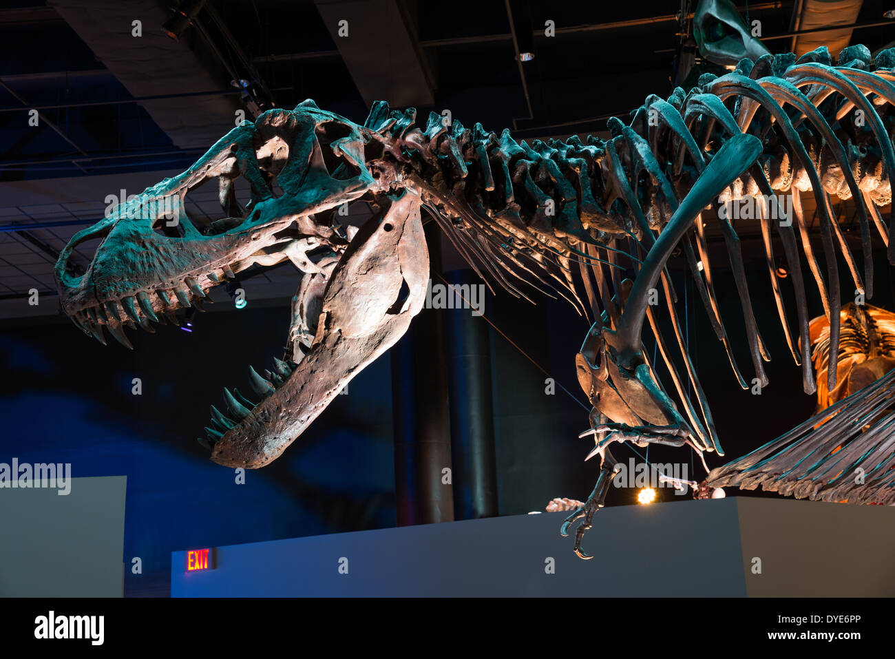 Squelette fossile de Tyrannosaurus rex. Banque D'Images