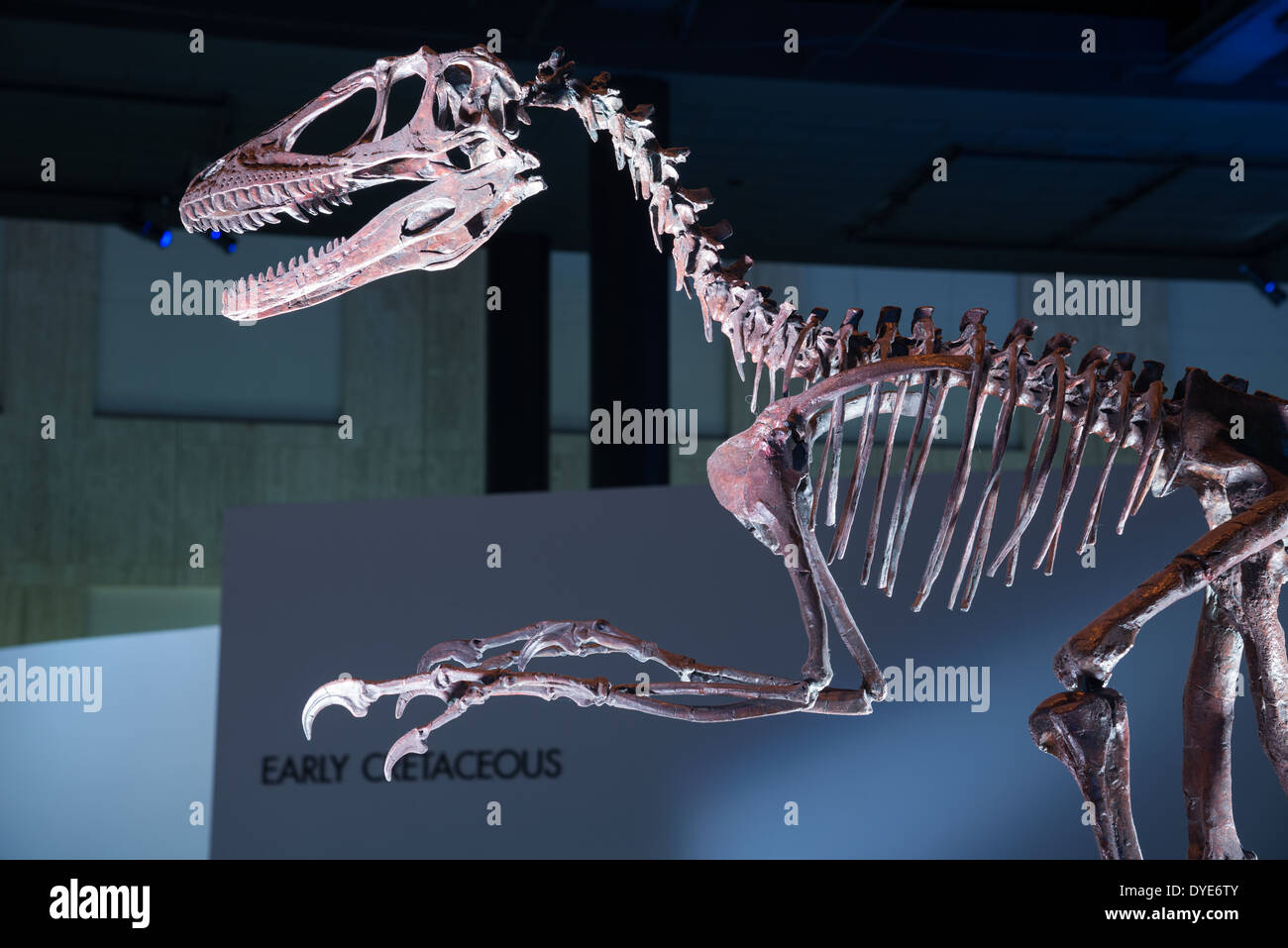 Squelette d'un fossile Deinonychus. L'âge du Crétacé. Banque D'Images