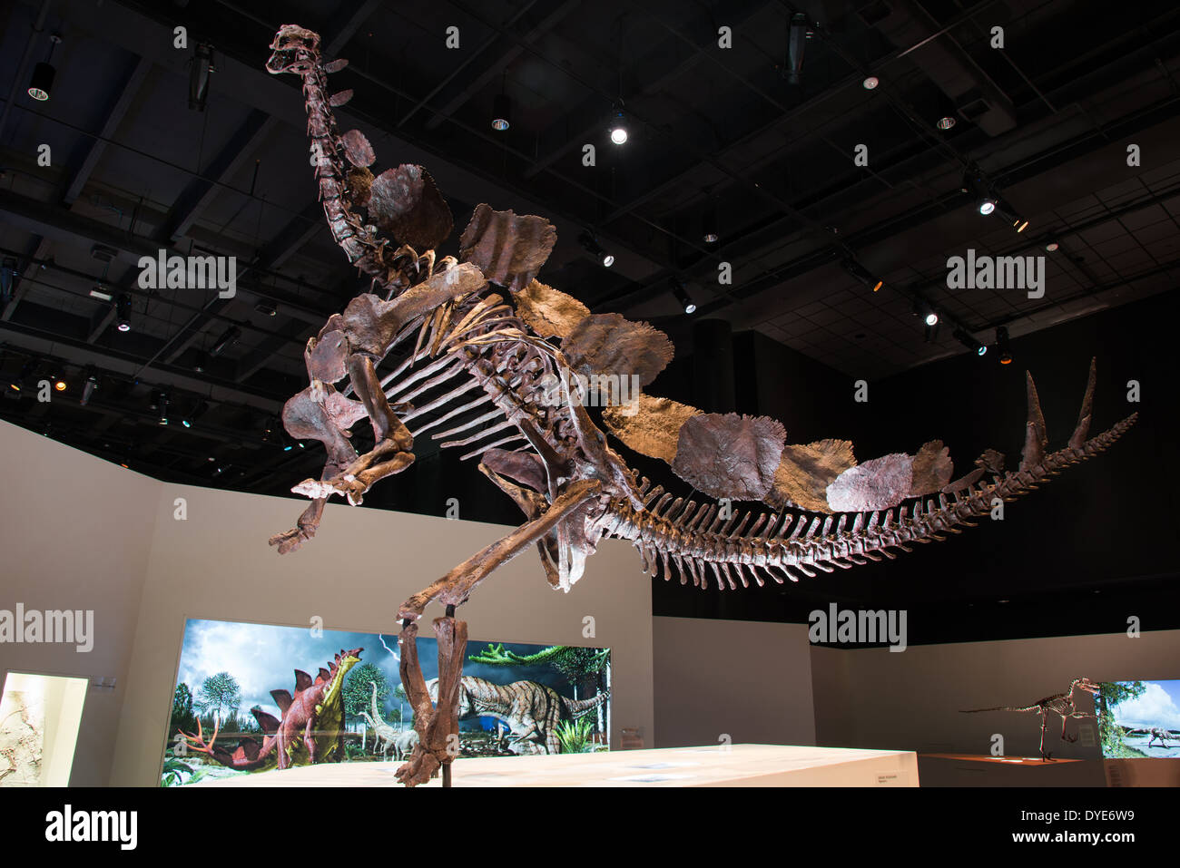 Le Stegosaurus squelette d'un fossile. L'âge jurassique. Banque D'Images