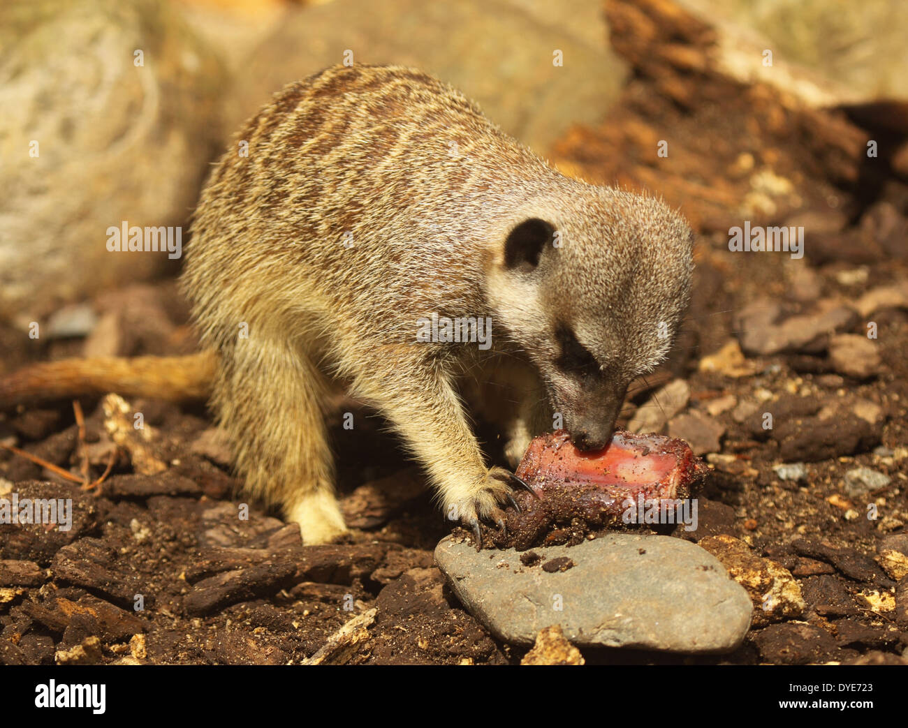 Un Meerkat se nourrissant d'un morceau de viande. Banque D'Images