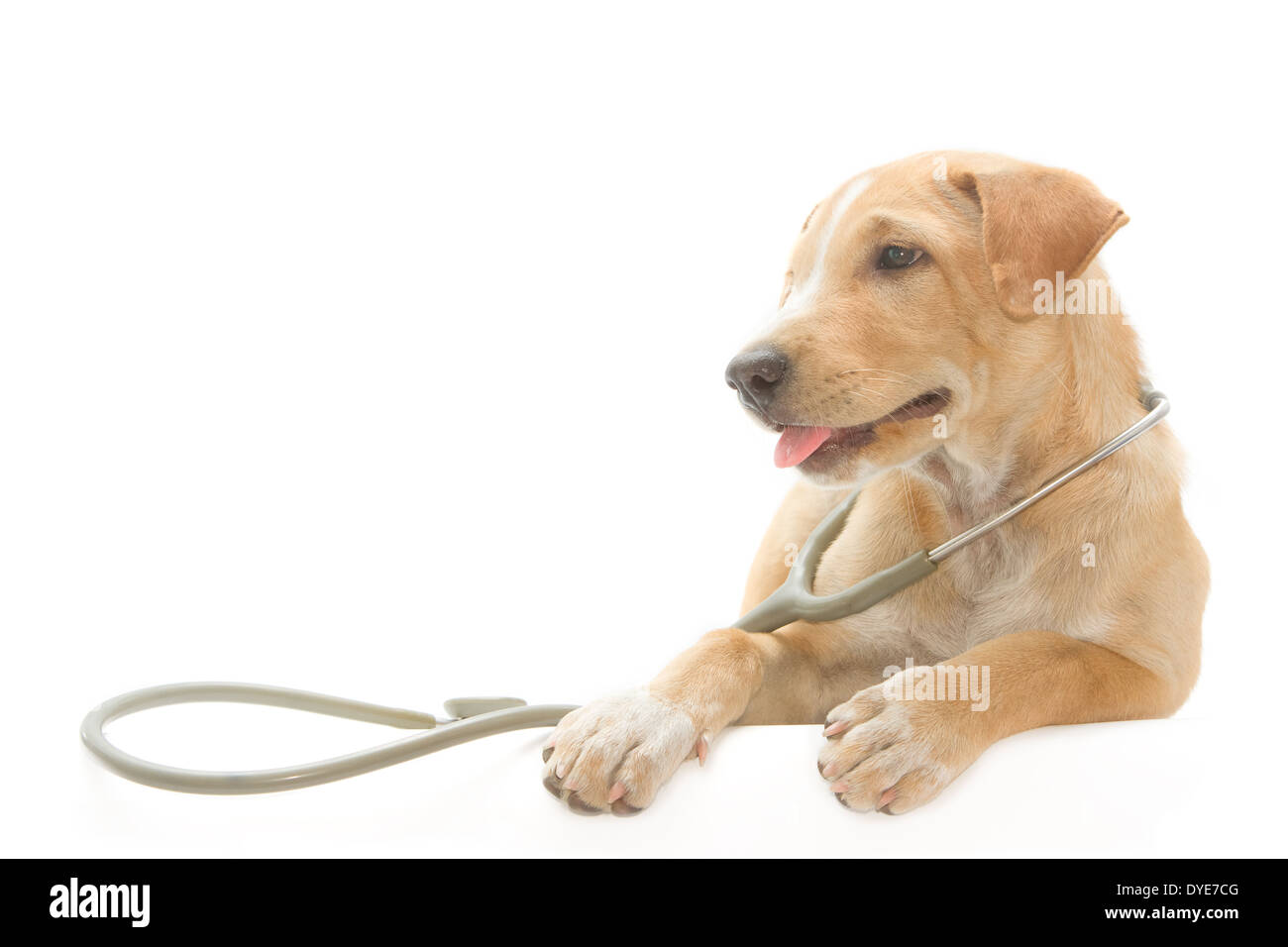Cute puppy sain avec un stéthoscope Banque D'Images