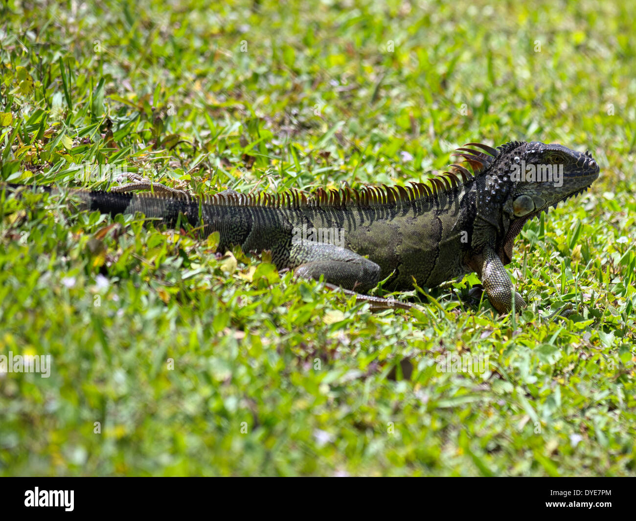 Iguane vert dans l'herbe par un lac en Floride Banque D'Images