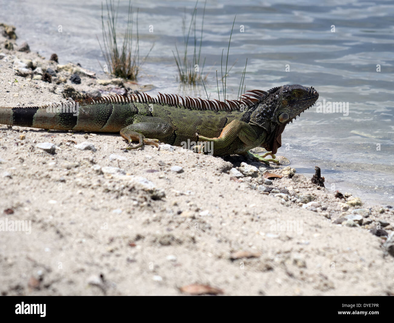 Iguane vert sur son chemin dans un lac. Banque D'Images