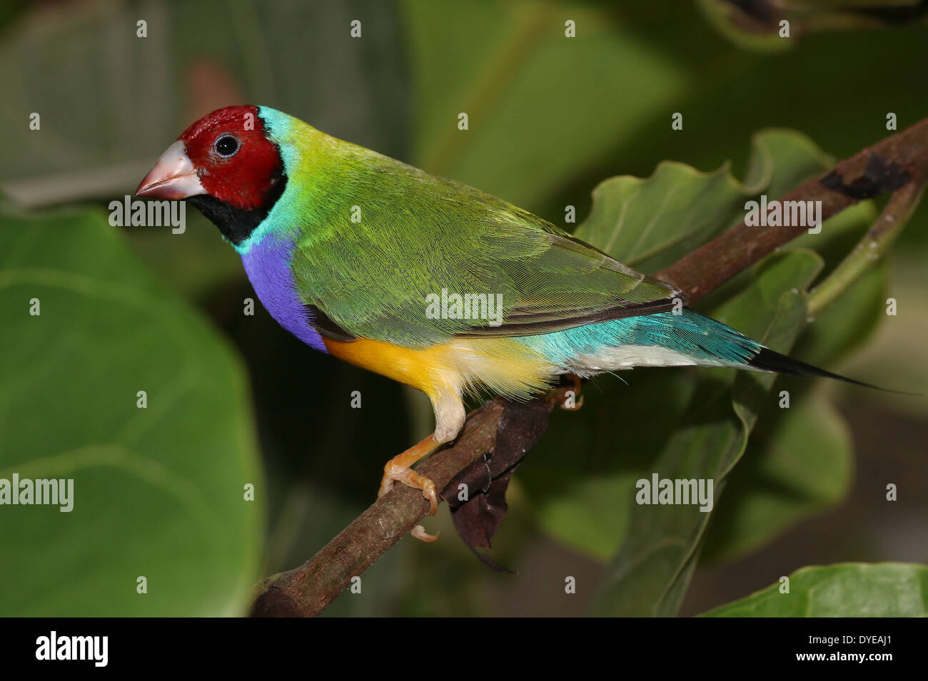 Homme à tête rouge Gouldian Finch ou Rainbow Finch (Erythrura gouldiae) close-up, posant sur une branche Banque D'Images