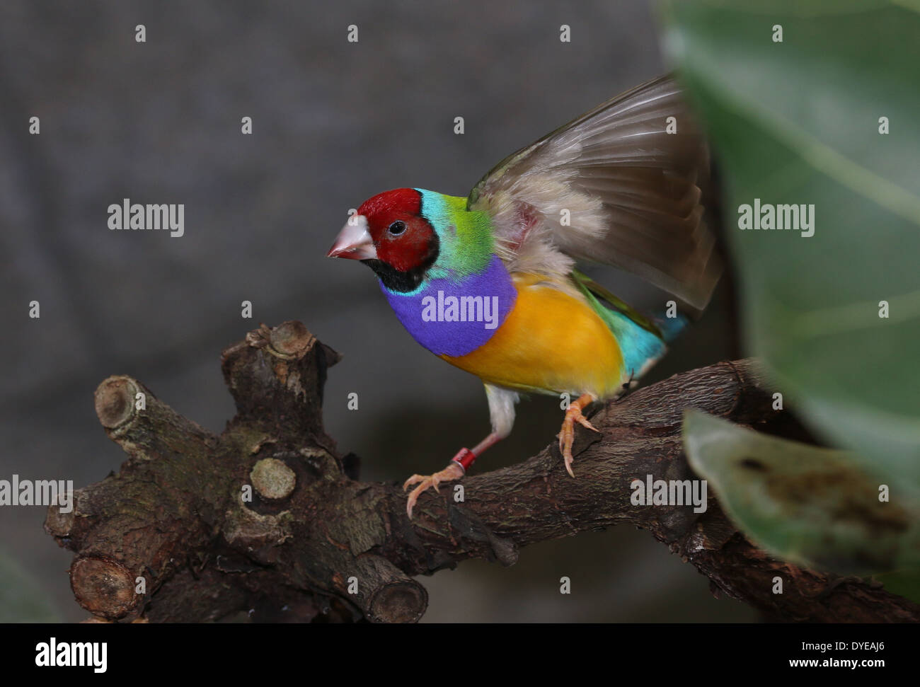 Homme à tête rouge Gouldian Finch ou Rainbow Finch (Erythrura gouldiae) close-up, posant sur une branche Banque D'Images