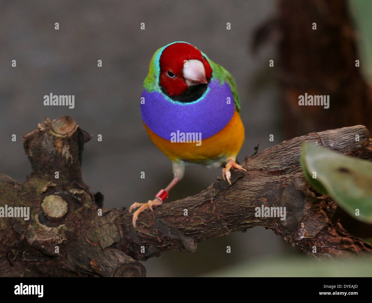 Homme à tête rouge Gouldian Finch ou Rainbow Finch (Erythrura gouldiae) close-up, posant sur une branche Banque D'Images