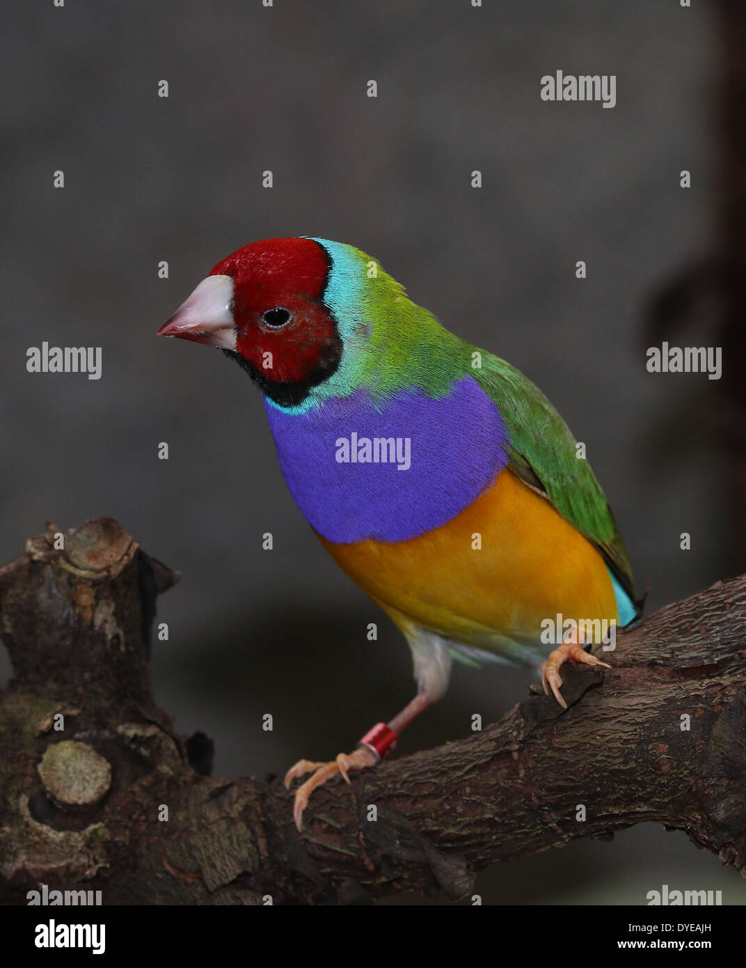 Homme à tête rouge Gouldian Finch ou Rainbow Finch (Erythrura gouldiae) close-up, posant sur une branche Banque D'Images