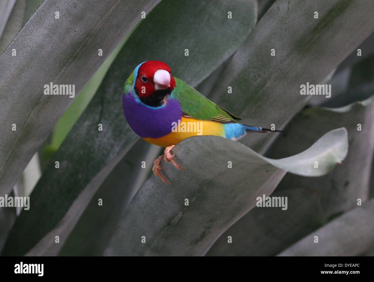 Homme à tête rouge Gouldian Finch ou Rainbow Finch (Erythrura gouldiae) close-up, posant sur une branche Banque D'Images