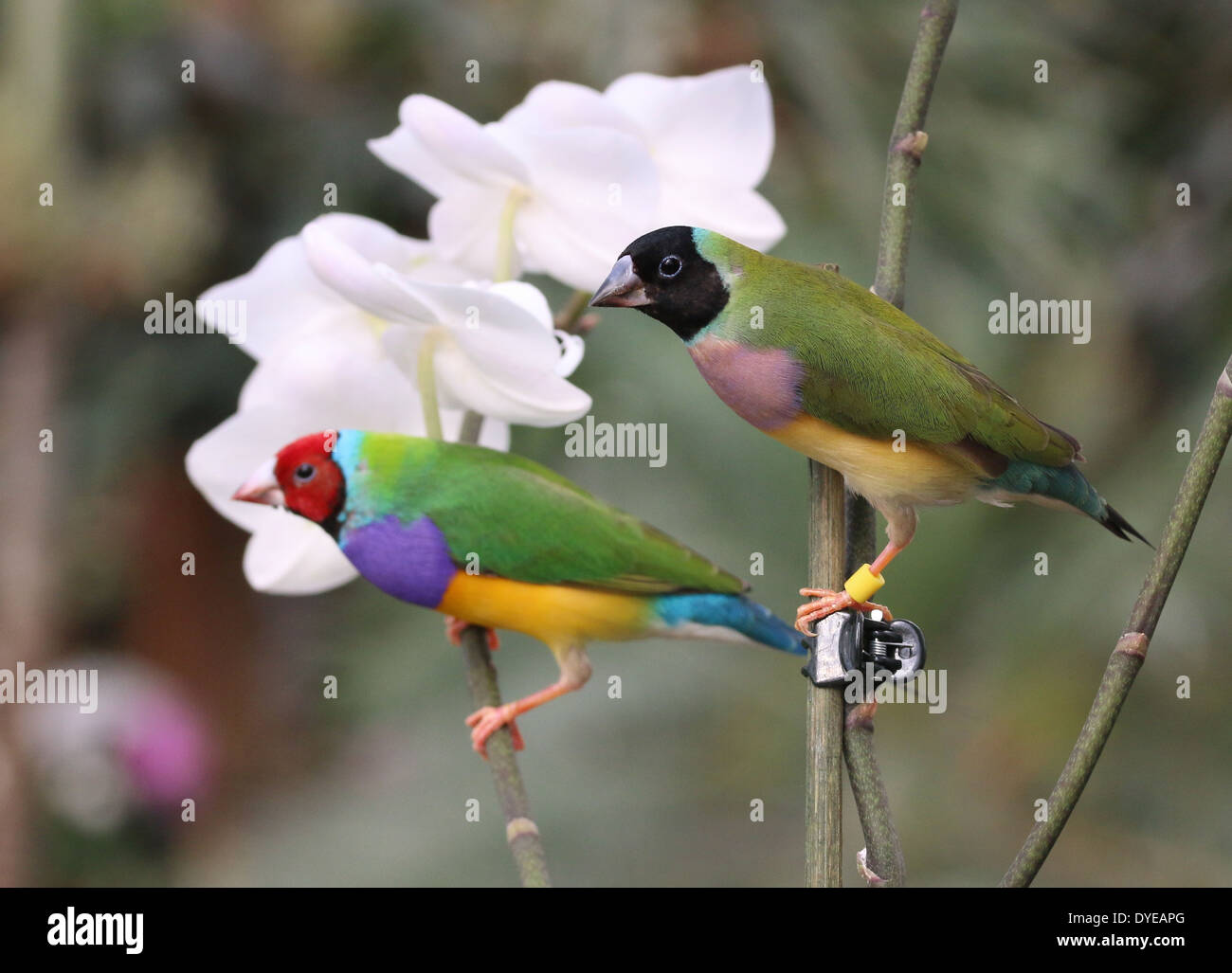Homme et femme Gouldian Finch ou Rainbow Finch (Erythrura gouldiae) posant sur fleurs orchidée - hommes légèrement hors de l'accent Banque D'Images