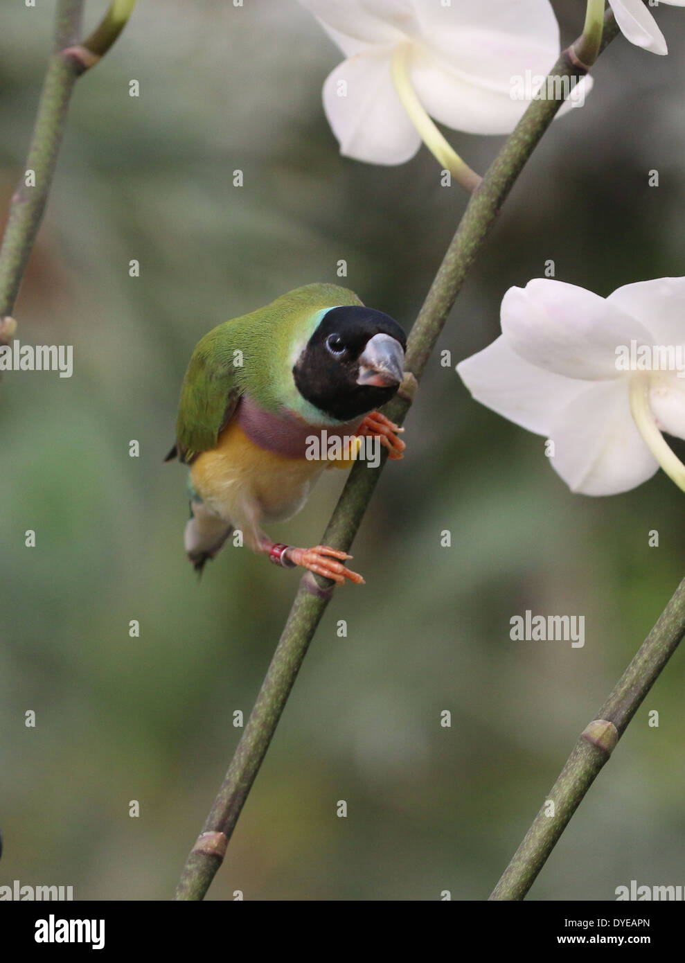 Femme Gouldian Finch ou Rainbow Finch (Erythrura gouldiae) close-up, ce qui représente, sur une branche Banque D'Images