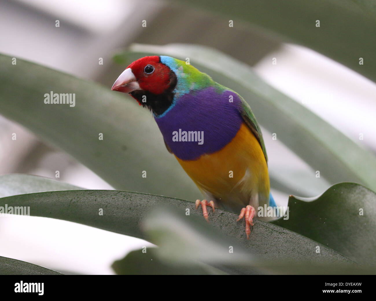 Male Gouldian Finch Roselin de Gould, ou arc-en-ciel Finch (Erythrura gouldiae) close-up Banque D'Images