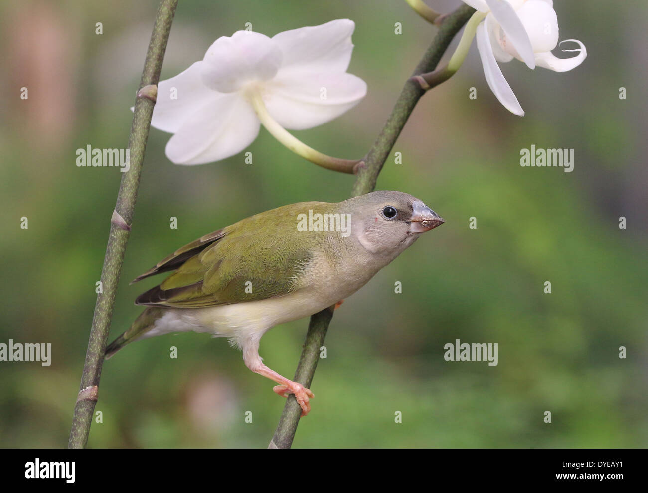 Juvenile Gouldian Finch ou arc-en-ciel (Erythrura gouldiae Finch) close-up, ce qui représente, sur une branche Banque D'Images
