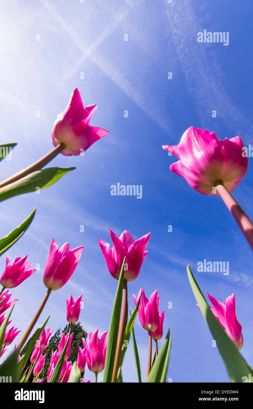 Tulipe rose vers le ciel Banque D'Images