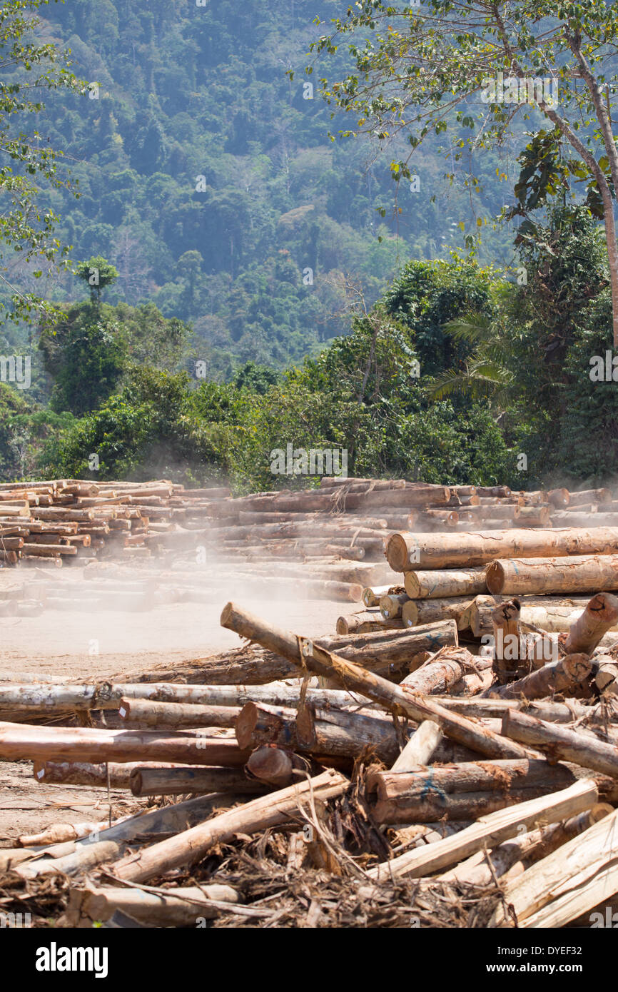 Bois abattu, de troncs, de sciage dans un camp de bûcherons, entouré de forêt secondaire, province Pahang, Malaisie Banque D'Images