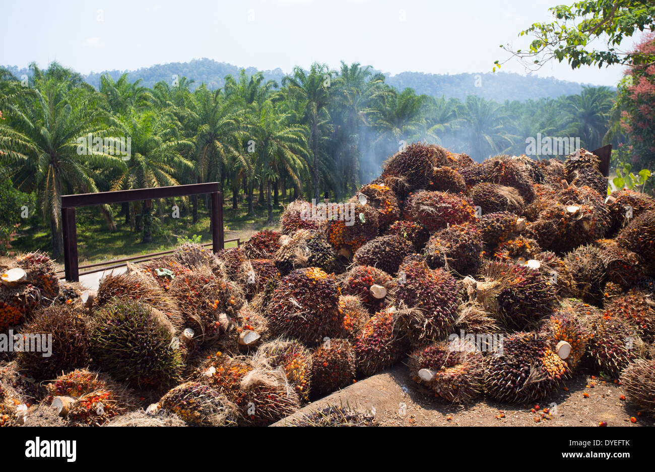 Les fruits rouges du palmier à huile (Elaeis guineensis) recueillis aux fins du traitement et de raffinement dans l'huile de palme, Pahang, Malaisie Banque D'Images
