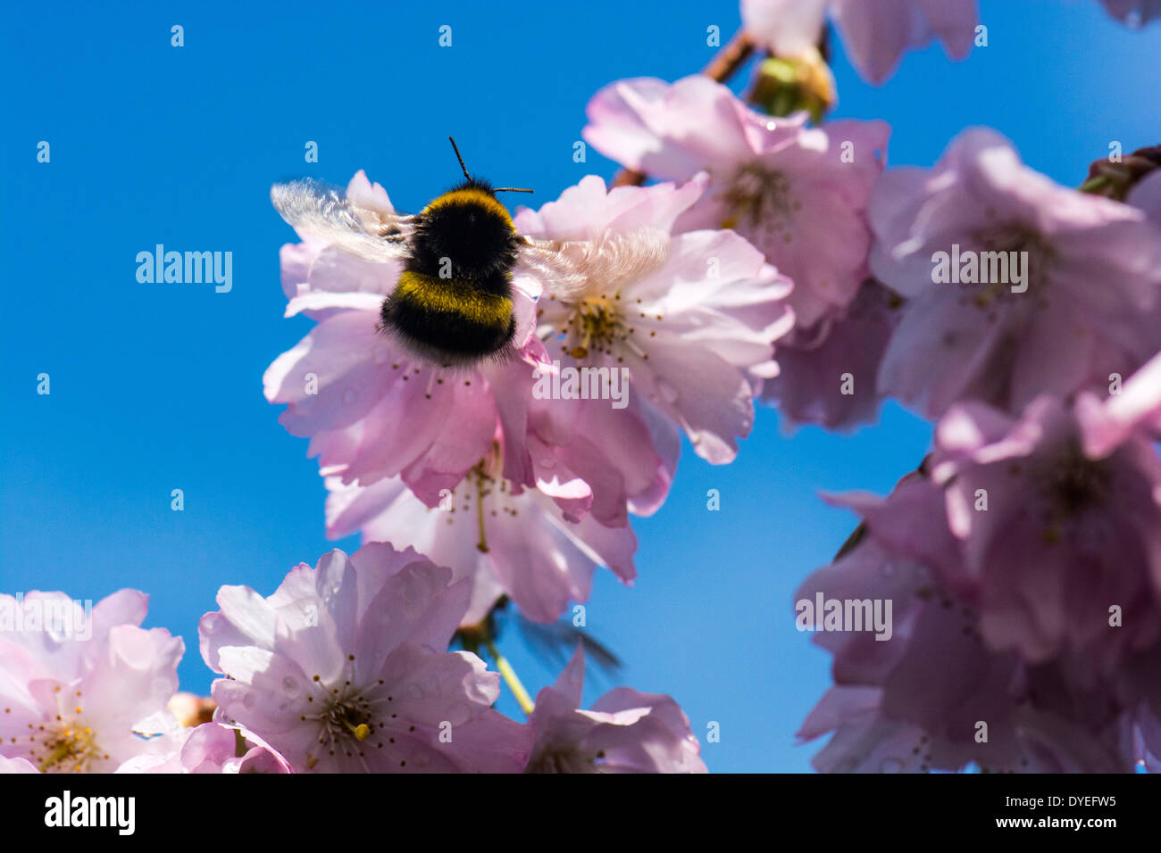 Un Bourdon en plein soleil d'avril sur fleur de cerisier avec un ciel bleu intense et avec l'accent du différentiel Banque D'Images