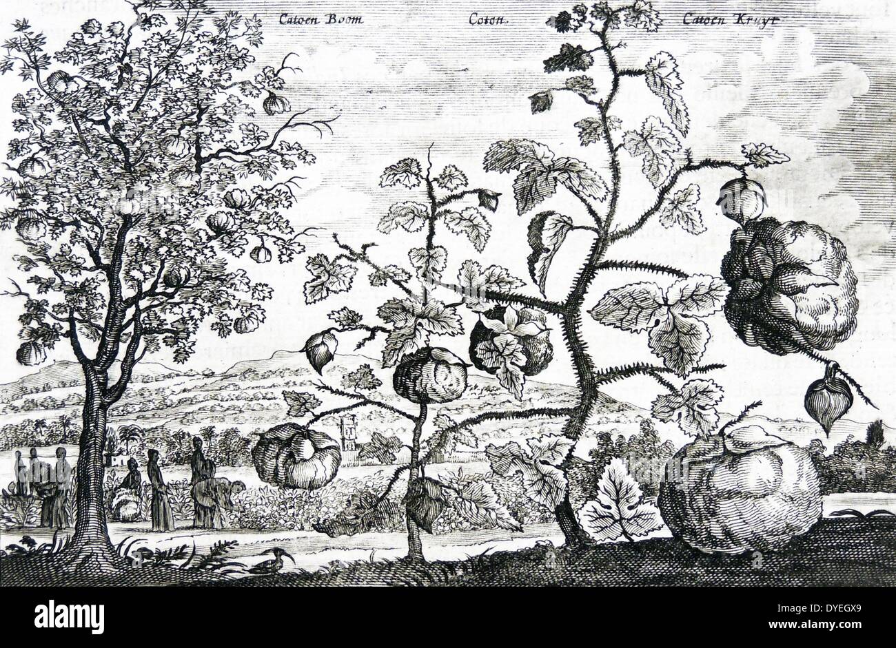 Culture du coton en Chine : en premier plan est une branche de la plante de coton avec capsules mûres prêts pour la cueillette. En arrière-plan le coton est d'être cueillis. Gravure de Johann Nieuhoff (1630-1672) d'abord publié 1666. Banque D'Images