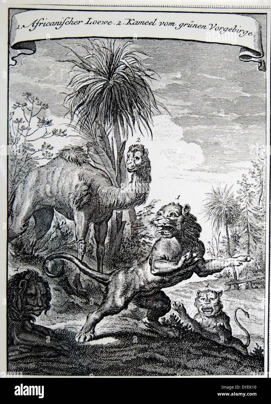 Le lion et le chameau' . 17ème siècle Illustration d'animaux d'Afrique Banque D'Images