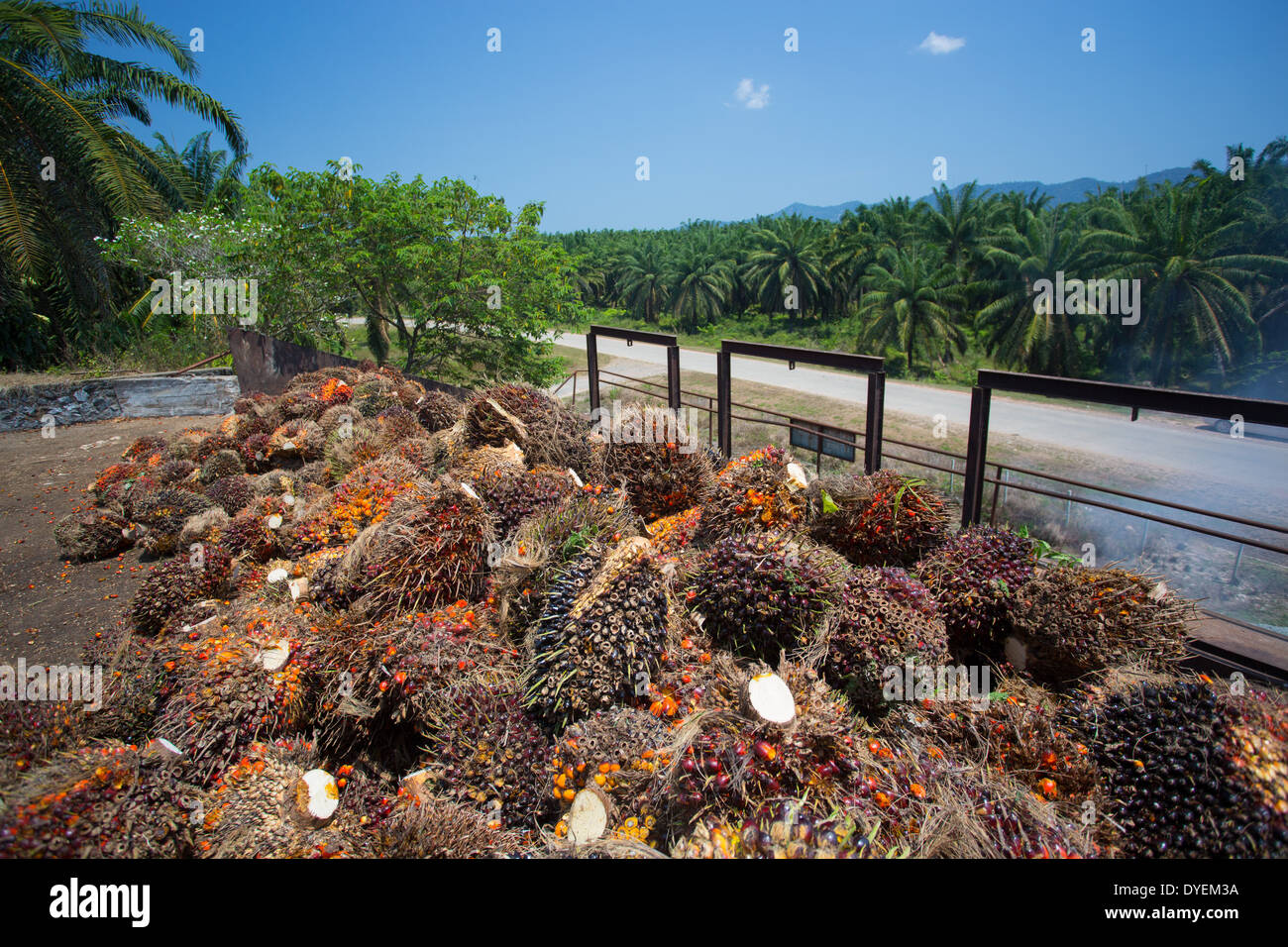 Les fruits rouges du palmier à huile (Elaeis guineensis) recueillis aux fins du traitement et de raffinement dans l'huile de palme, Pahang, Malaisie Banque D'Images