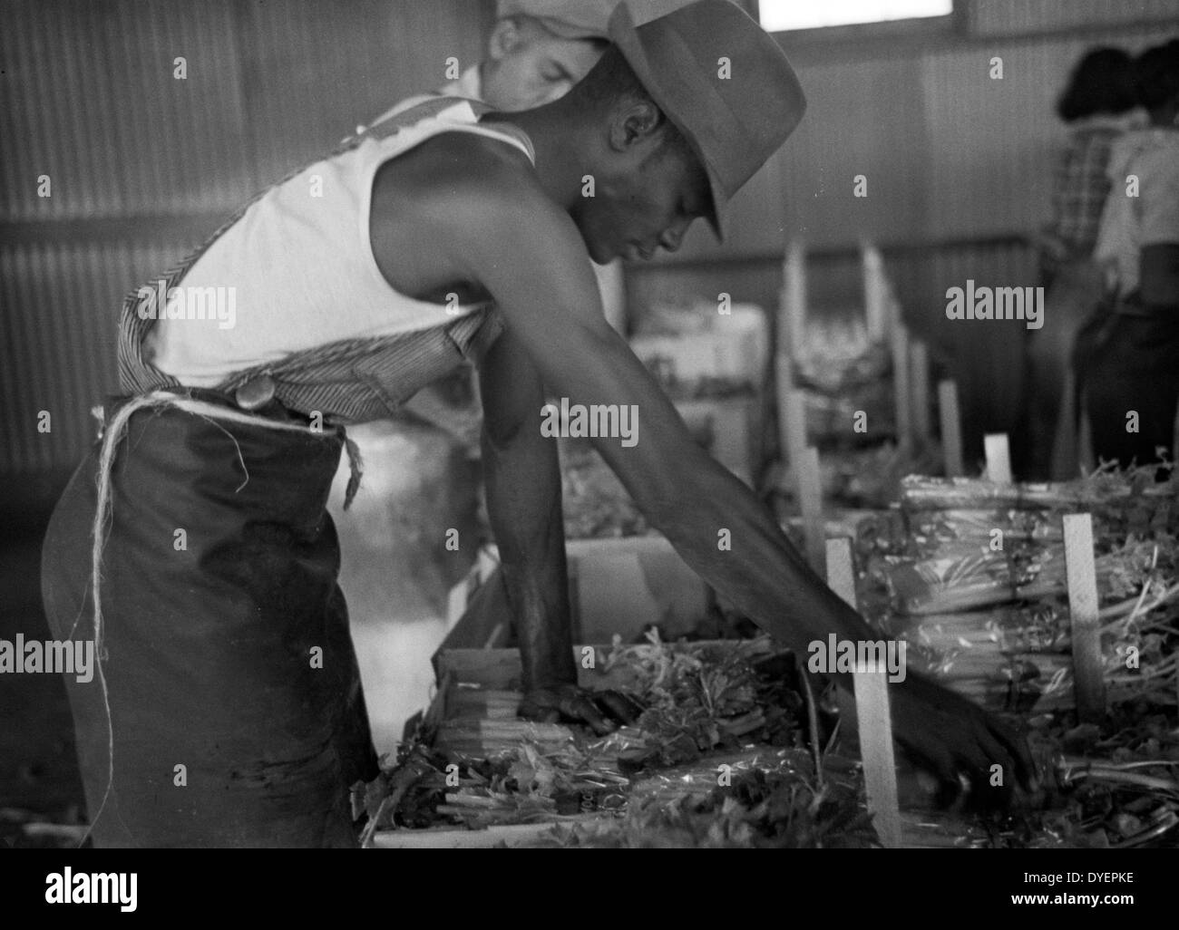 Le céleri d'emballage de Sanford, en Floride. Beaucoup de ces travailleurs migrants sont ici 19370101 Banque D'Images