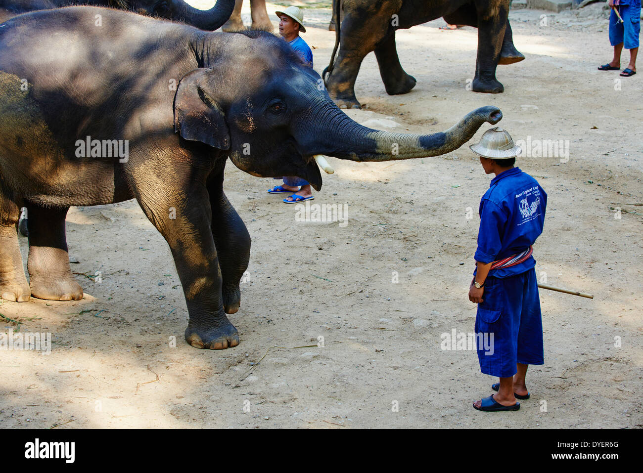 La Thaïlande, Chiang Mai, Mae Sa, elephant show pour les touristes Banque D'Images