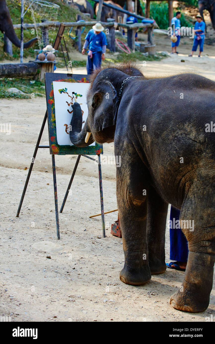 La Thaïlande, Chiang Mai, Mae Sa, elephant show pour les touristes Banque D'Images