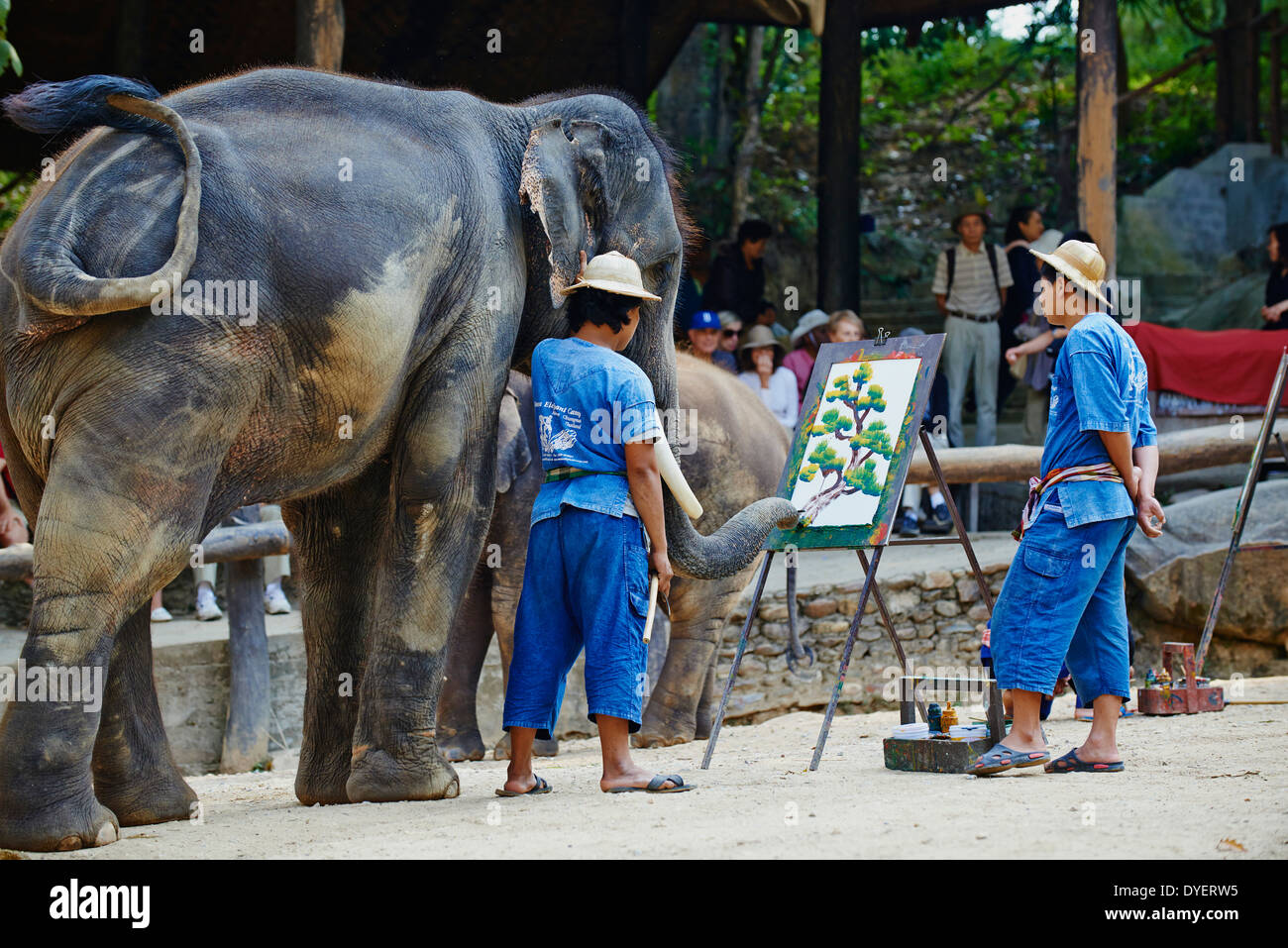 La Thaïlande, Chiang Mai, Mae Sa, elephant show pour les touristes Banque D'Images