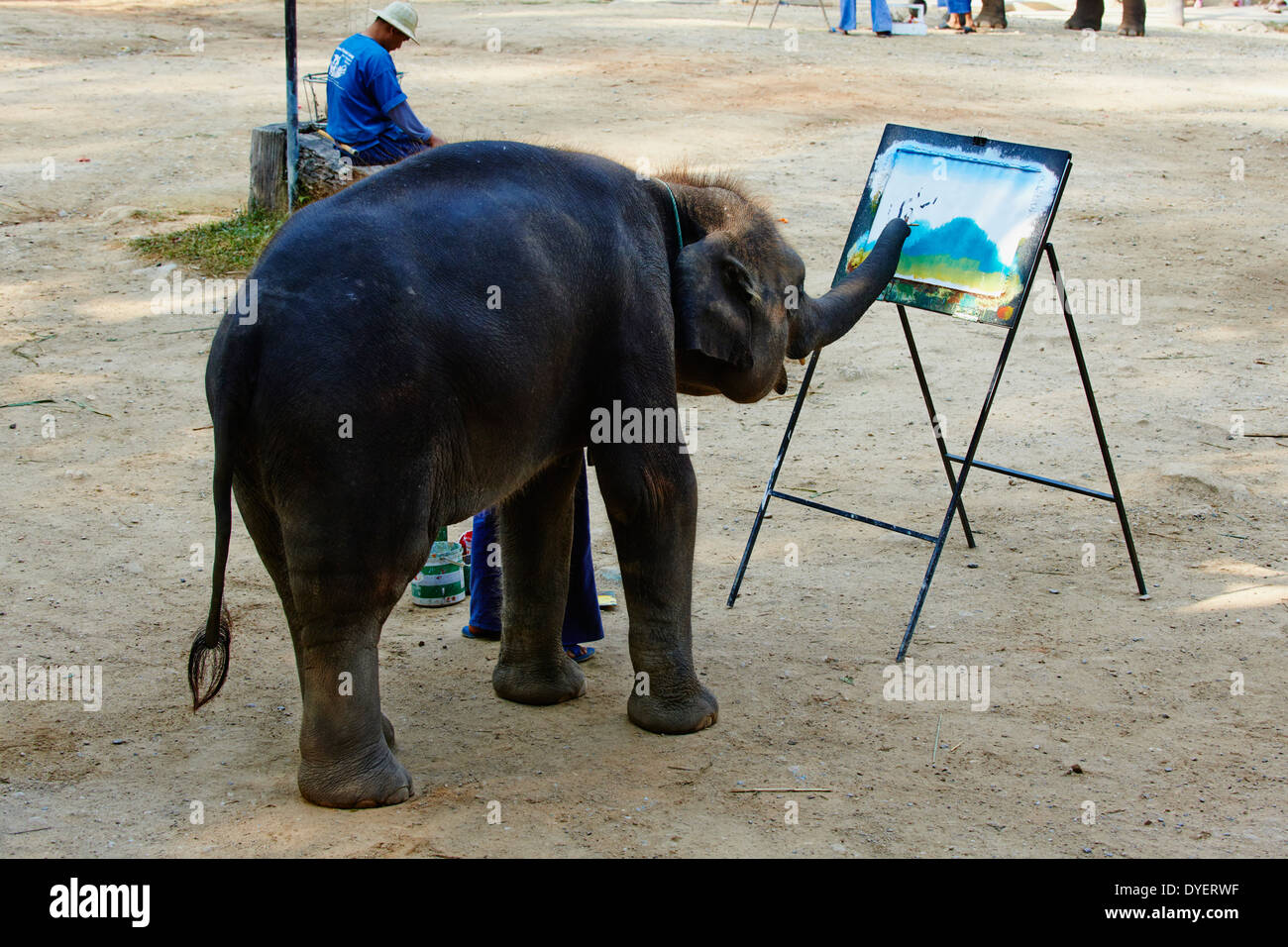 La Thaïlande, Chiang Mai, Mae Sa, elephant show pour les touristes Banque D'Images