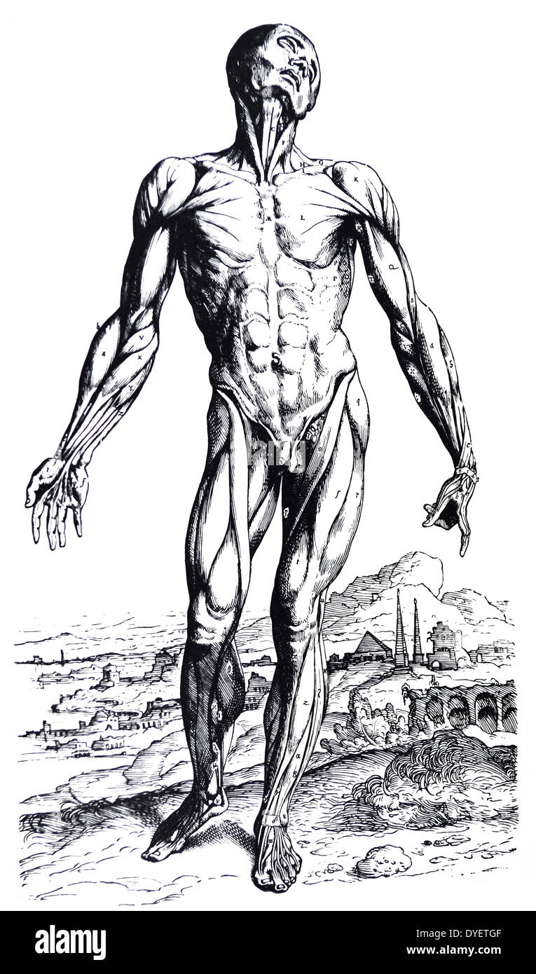 Les plaques du deuxième livre du De Humani Corporis Fabrica de Vésale, (1514-1564) 24 - Plaque La première plaque des muscles. La première plaque illustre la vue antérieure du corps, depuis que j'ai couper la peau avec la graisse, et tous les tendons les veines et les artères existant à la surface. Banque D'Images