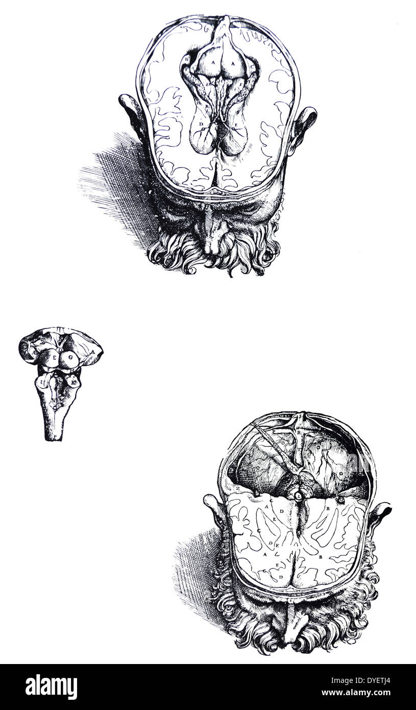 Les plaques du Septième Livre du De Humani Corporis Fabrica de Vésale, (1514-1564) 69 - ce chiffre dans la mesure où elle concerne la partie du cerveau qui reste dans le crâne, elle ressemble aussi à la quatrième et cinquième diffère de la région de que nous avons libéré l'aspect antérieur du corps construit comme une base dans la substance du cerveau, ce qui traduit vers le haut et vers l'arrière de sorte que sa face inférieure risque d'entrer en vue, et que le navire qui est prolongée de la quatrième de la membrane du sinus dural, pourrait être vu. Banque D'Images