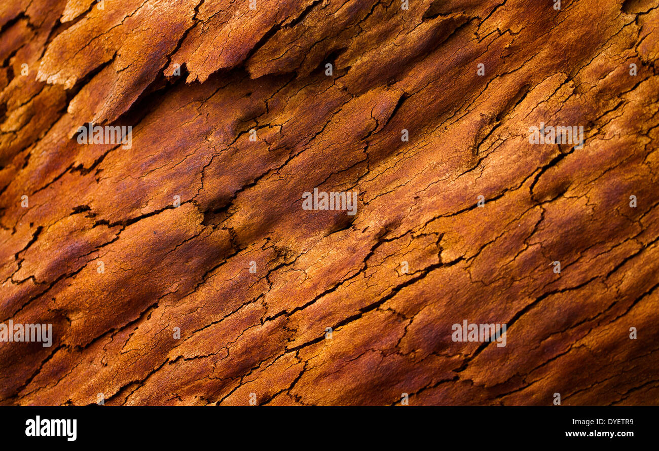 De belles couleurs et des motifs dans l'écorce des arbres après un feu de brousse, du Parc National Wollemi, NSW, Australie Banque D'Images