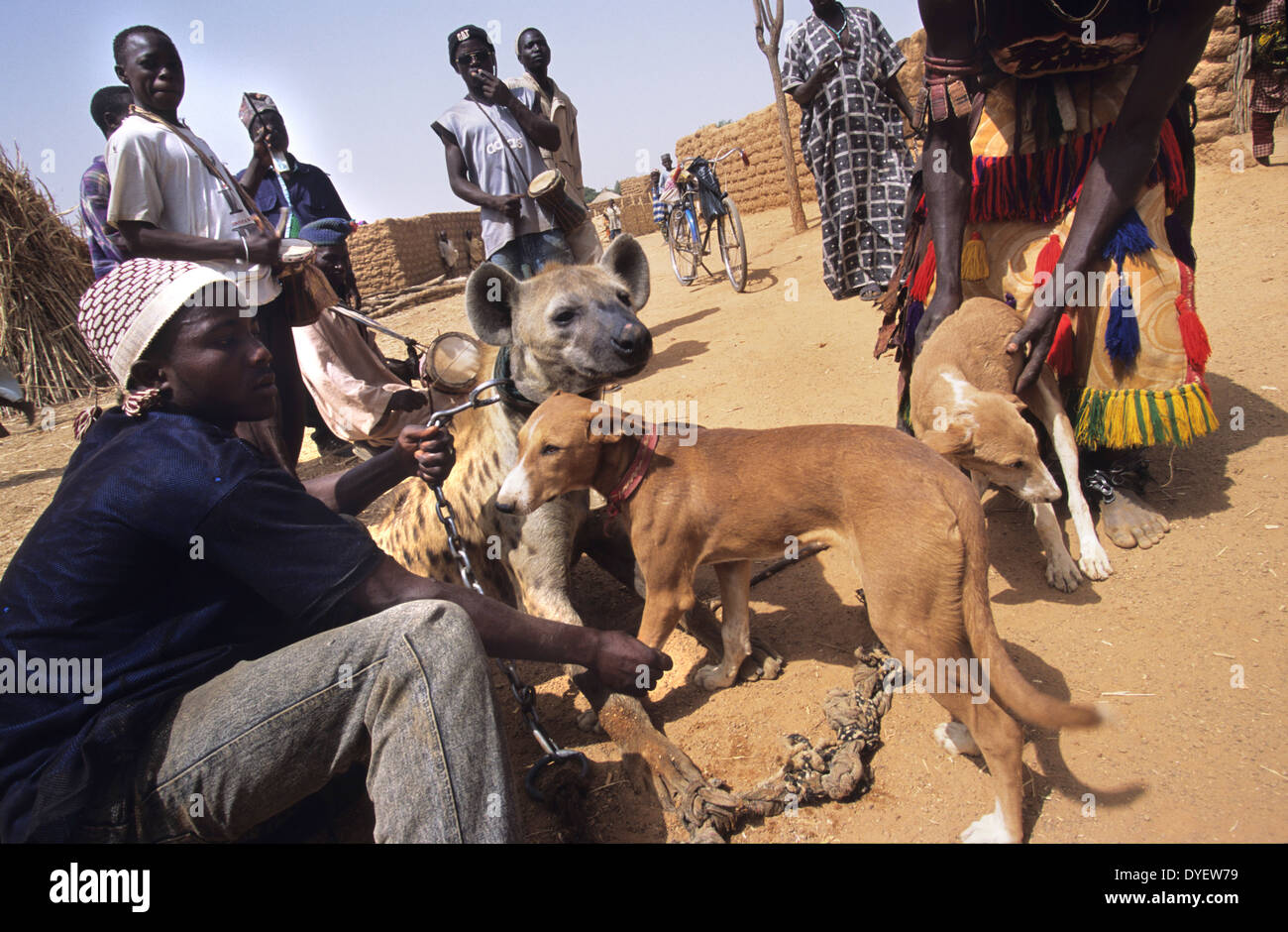 Animaux de hyène fait partie de la troupe de cirque animiste. Les animistes croient que le propriétaire reçoit l'alimentation de l'animal. L'État de Kano, Nigéria Banque D'Images