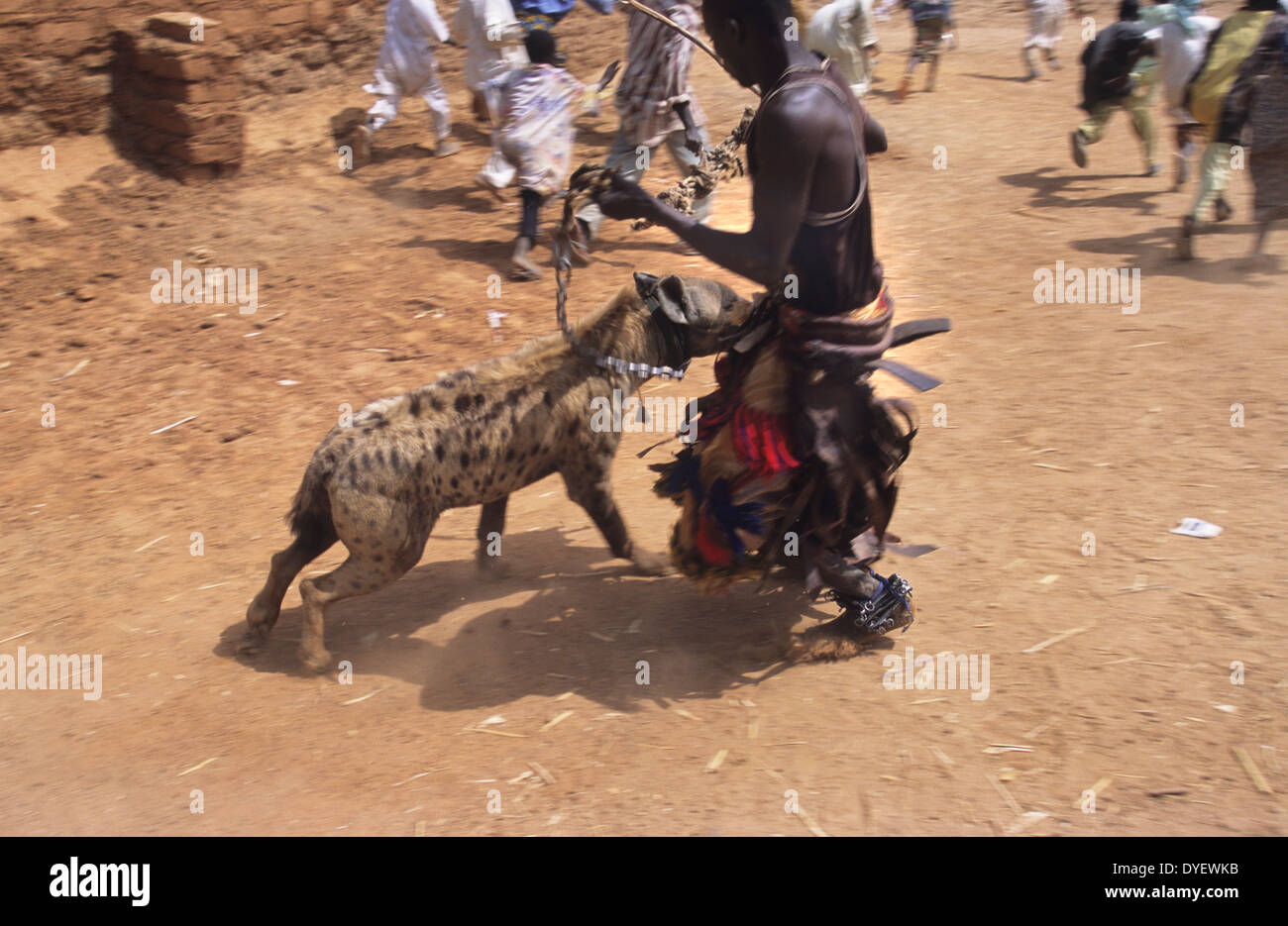 Animaux de hyène fait partie de la troupe de cirque animiste. Les animistes croient que le propriétaire reçoit l'alimentation de l'animal. L'État de Kano, Nigéria Banque D'Images