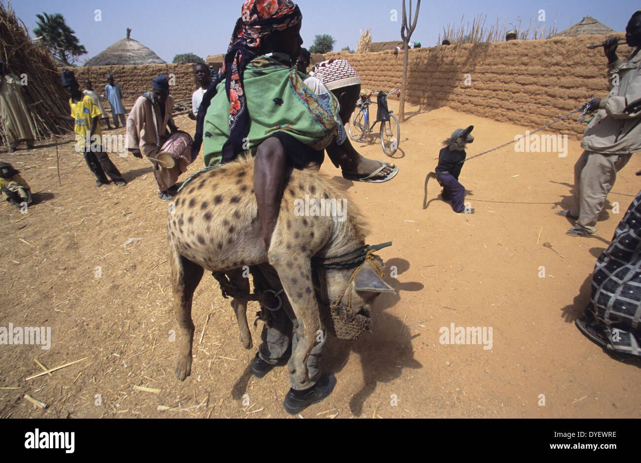 Animaux de hyène fait partie de la troupe de cirque animiste. Les animistes croient que le propriétaire reçoit l'alimentation de l'animal. L'État de Kano, Nigéria Banque D'Images