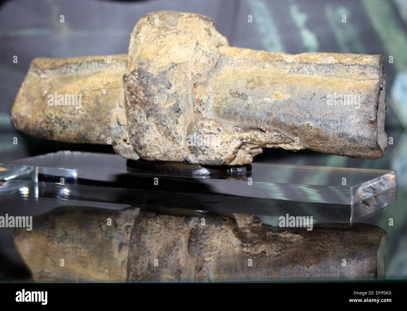 Les joints de tuyaux de plomb, de la ville romaine de Bath en Angleterre. À l'origine aurait été extraits dans les Mendip Hills par les esclaves. Vers 1ère-2ème siècle AD. Banque D'Images