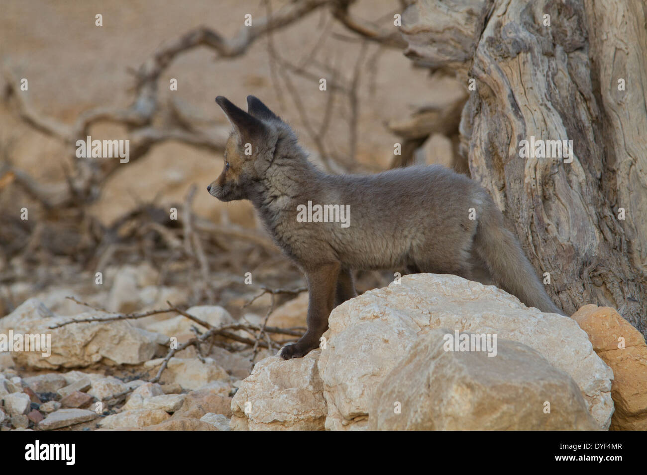 La Red Fox (Vulpes vulpes). Banque D'Images