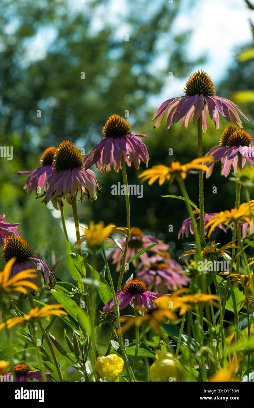 Coneflowers dans un jardin d'automne Banque D'Images