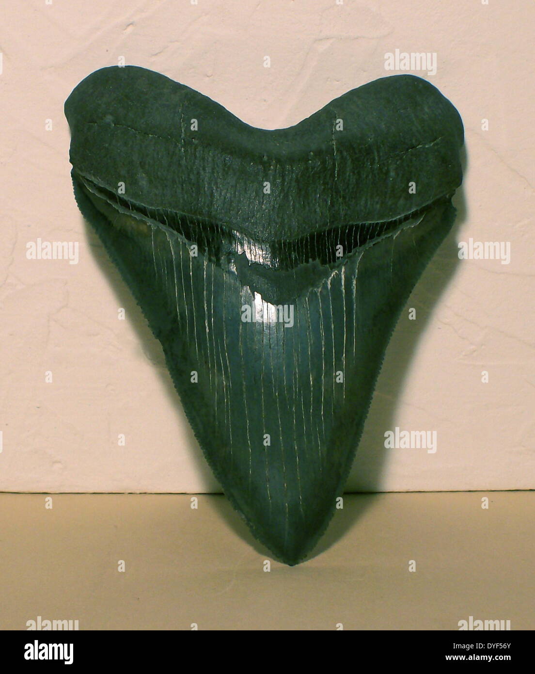 Dent fossilisée du requin géant, le 60 pieds de long Carcharodon — free download