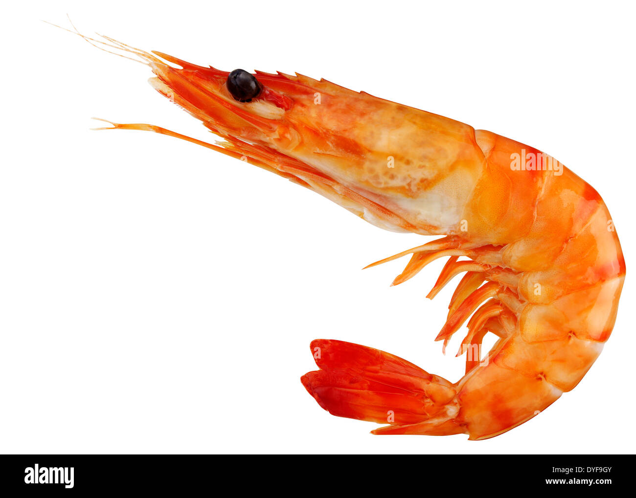 Un LIT KING PRAWN AVEC SHELL, LES JAMBES, LES YEUX, etc. Banque D'Images