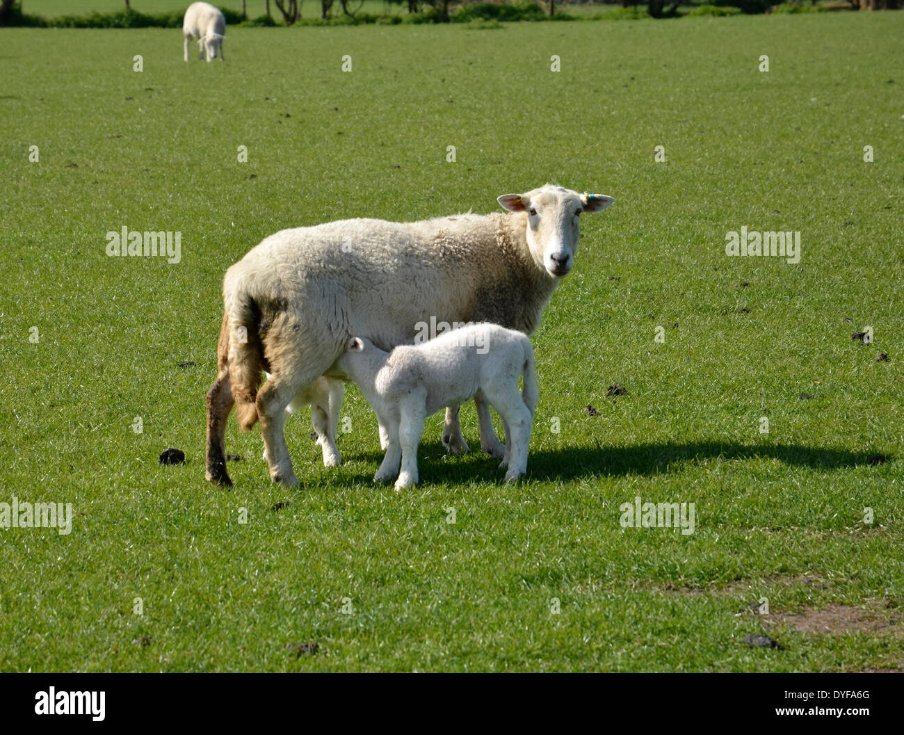 BENINGTON, Hertfordshire, 16 avril 2014. L'alimentation nouvelle agneau né de sa mère au début du printemps soleil Crédit : CandyAppleRed Images/Alamy Live News Banque D'Images