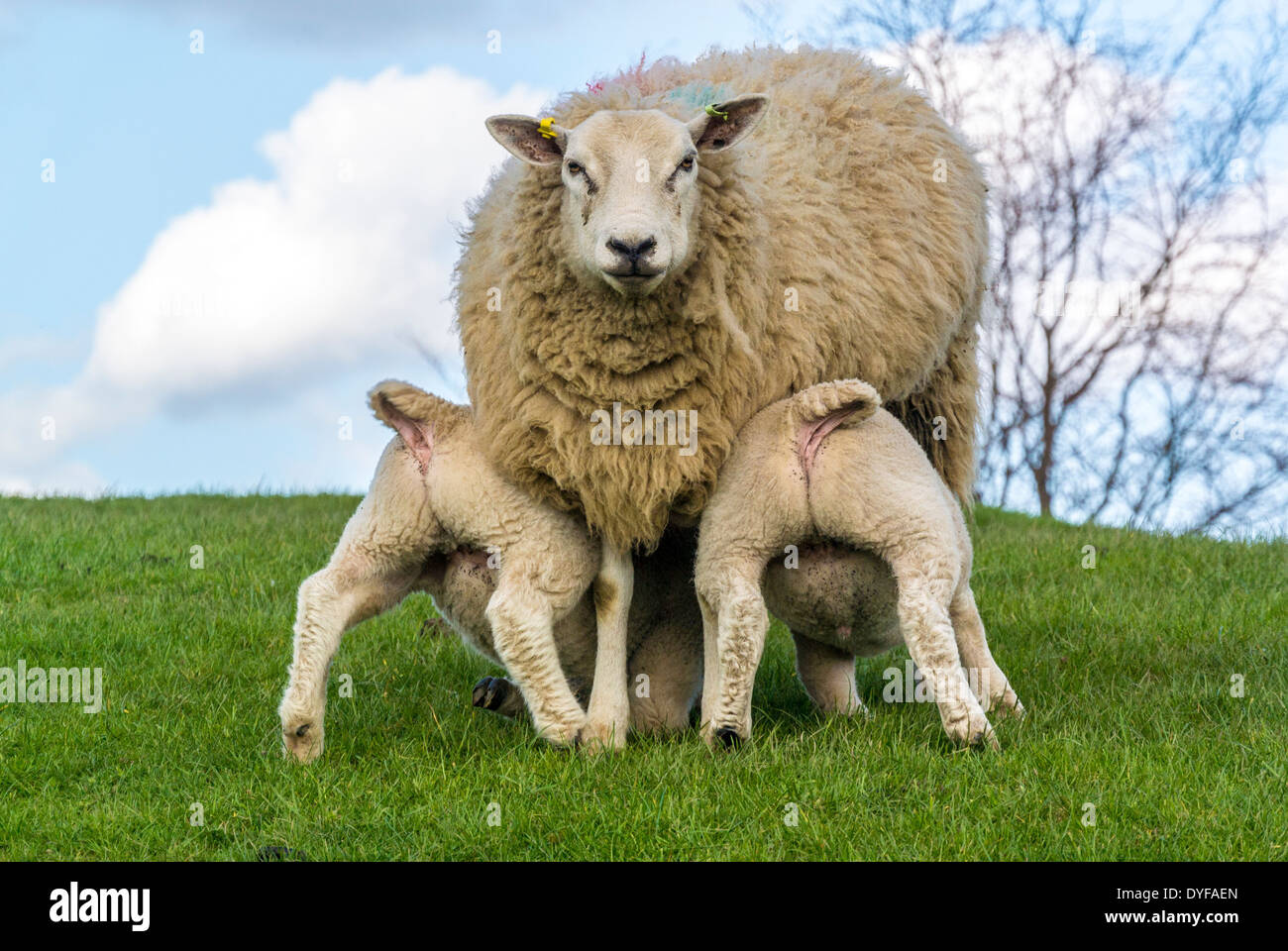 Vue arrière de 2 agneaux Texel nourris par leur mère qui fait face à la caméra, dans un terrain du Yorkshire. ROYAUME-UNI Banque D'Images