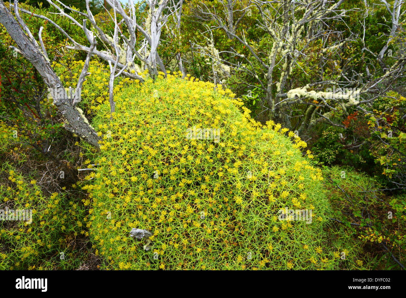 Flora en NP Torres del Paine. Mère bush, Patagonie, Chili Banque D'Images