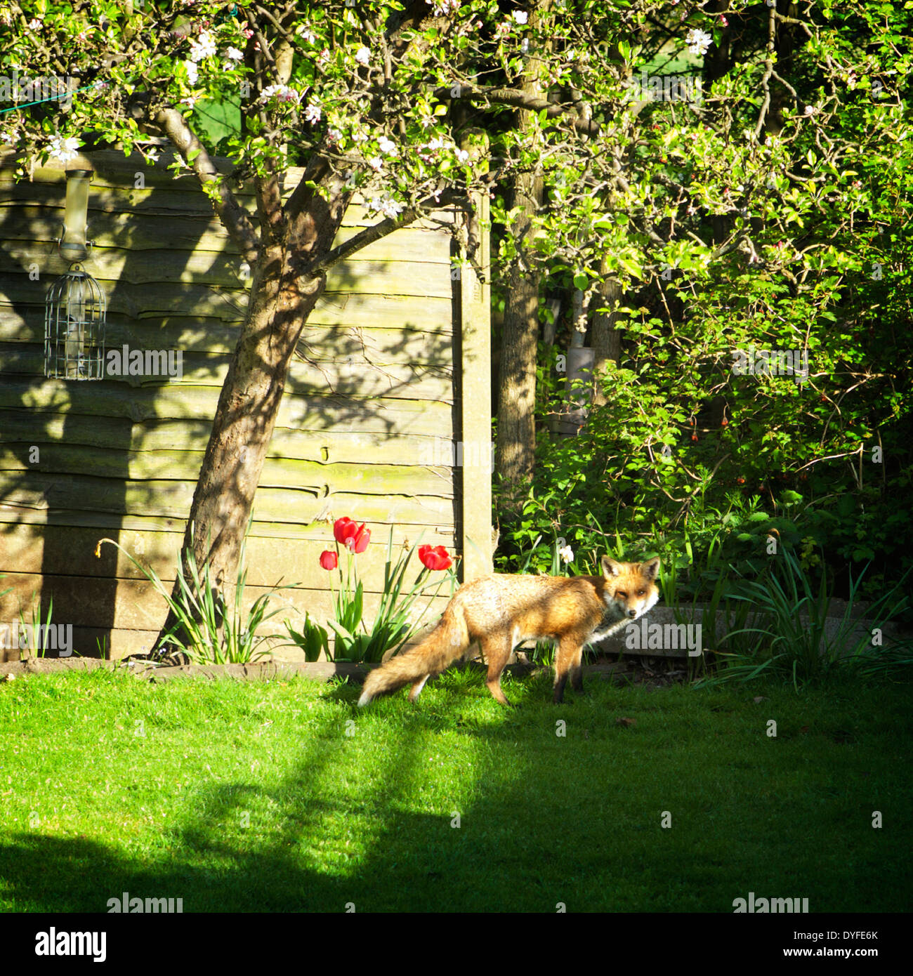 Urban Fox dans jardin sur un matin de printemps ensoleillé, London, England, UK Banque D'Images