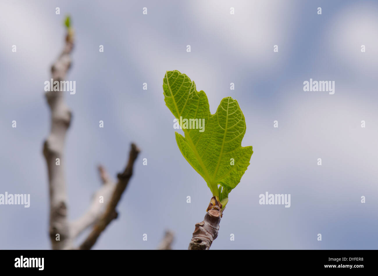 Fig Tree leaf la germination au printemps. L'Espagne. Banque D'Images