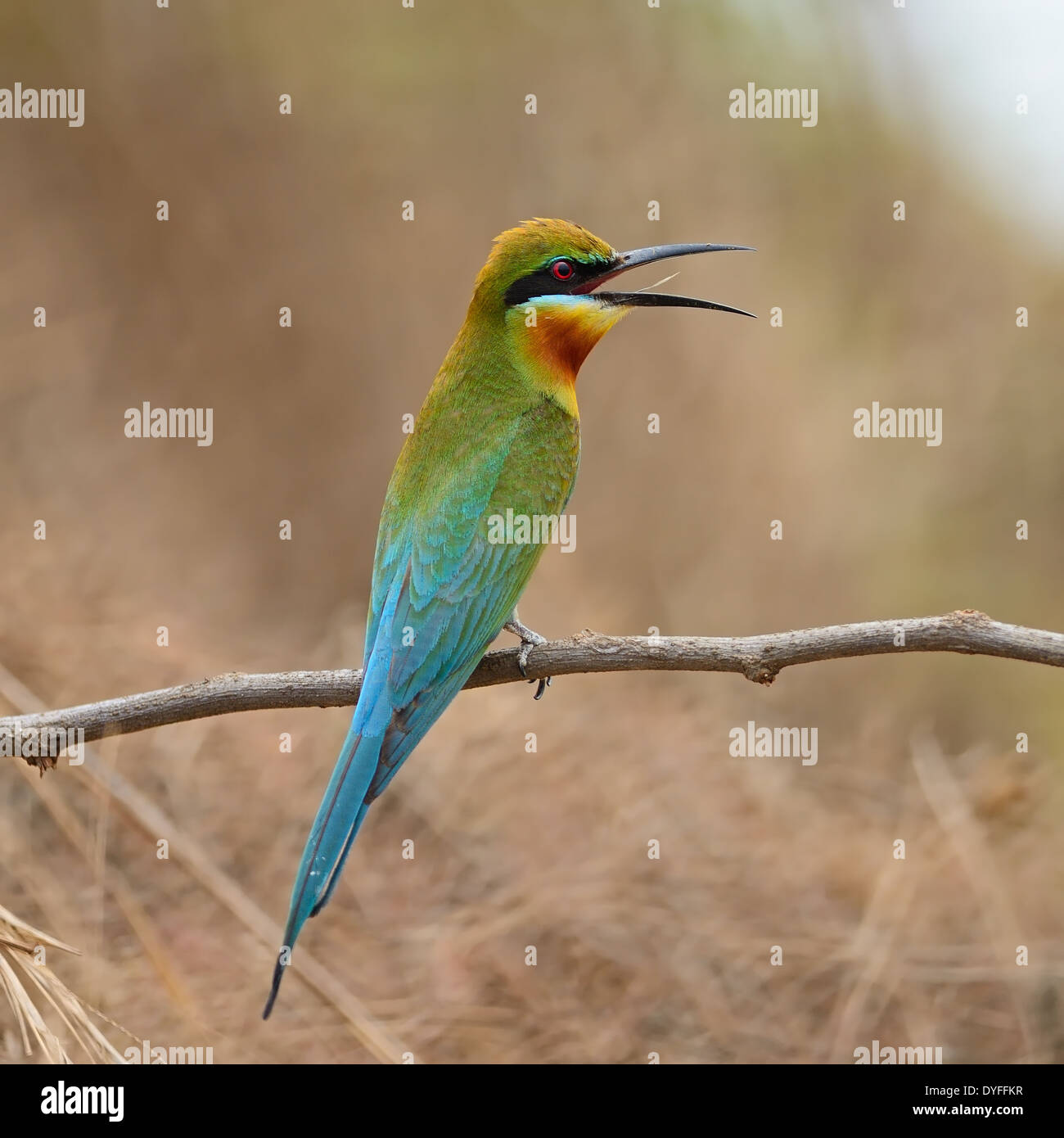 Belle, guêpier à queue d'oiseau bleu Guêpier (Merops) phippinus , portrait Banque D'Images