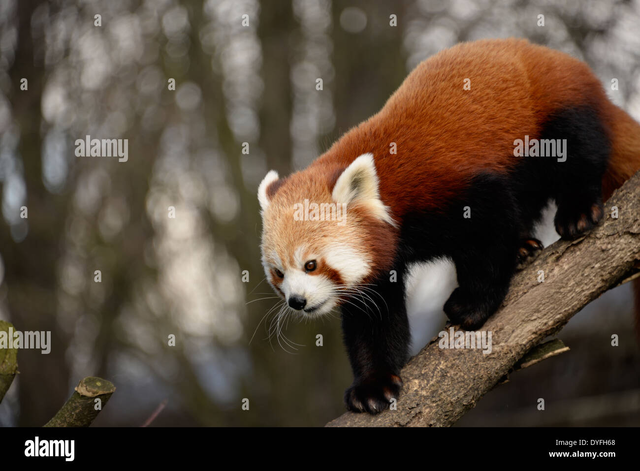 Le panda rouge ou petit panda (Ailurus fulgens) sur une branche. Banque D'Images