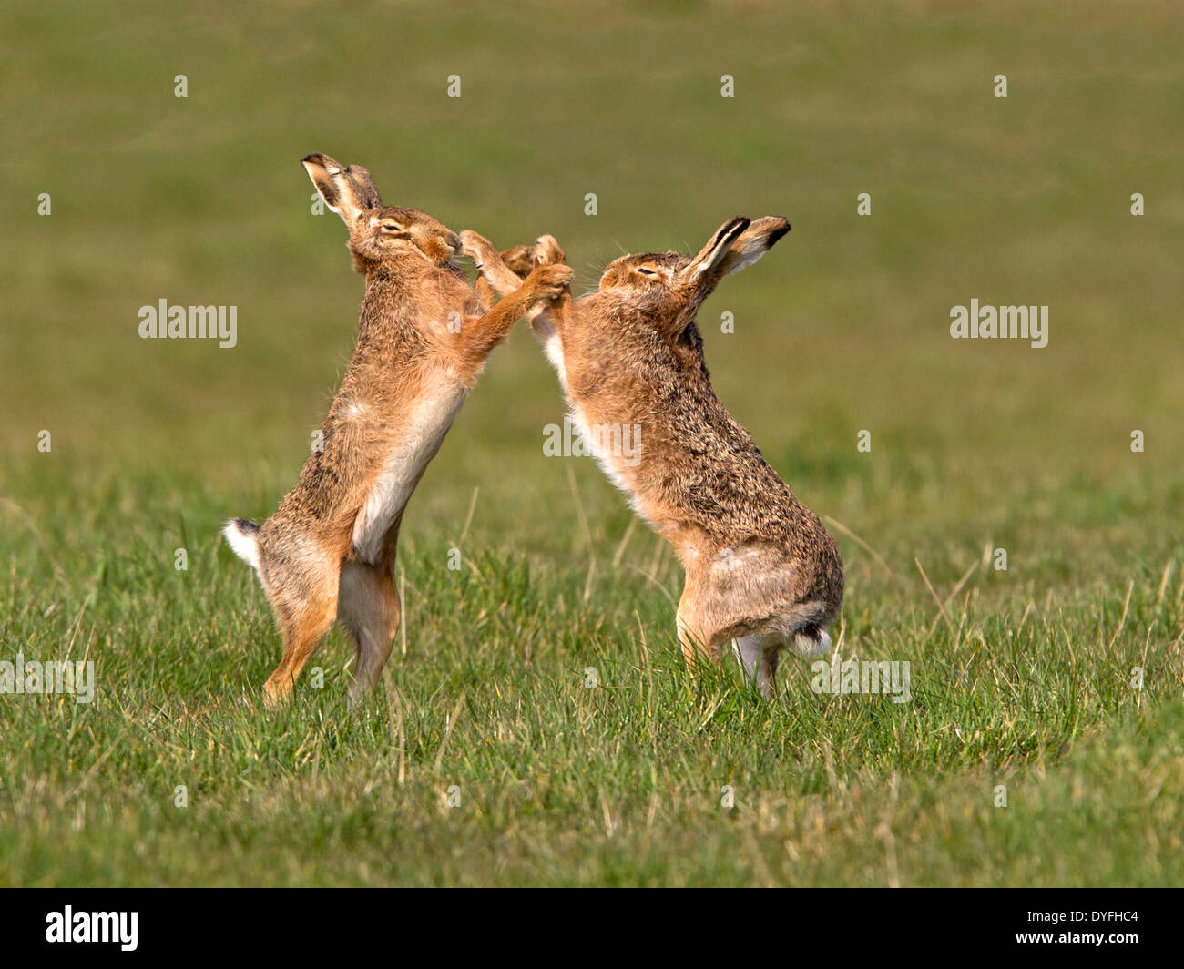 European brown hare boxing Banque D'Images