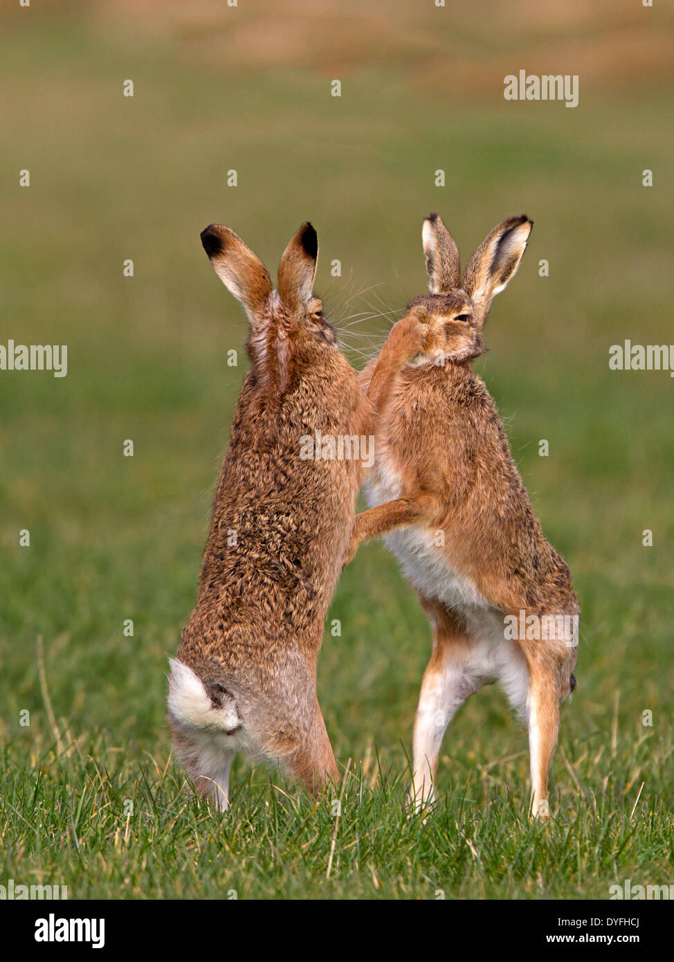 European brown hare boxing Banque D'Images