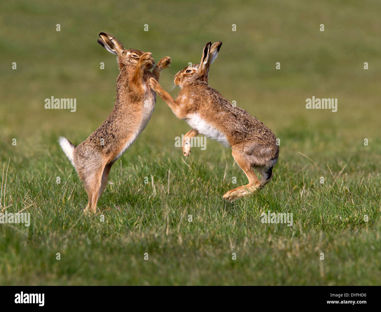 European brown hare boxing Banque D'Images